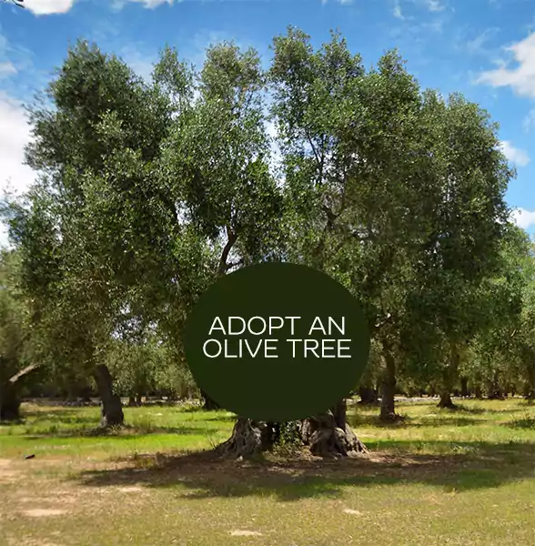 Adopt an Olive Tree, Nonna Ida
