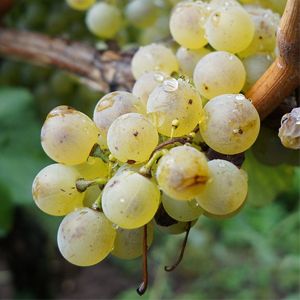 Bellone | Wine and Grape Guide | Italyabroad.com