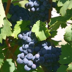 Cabernet Franc