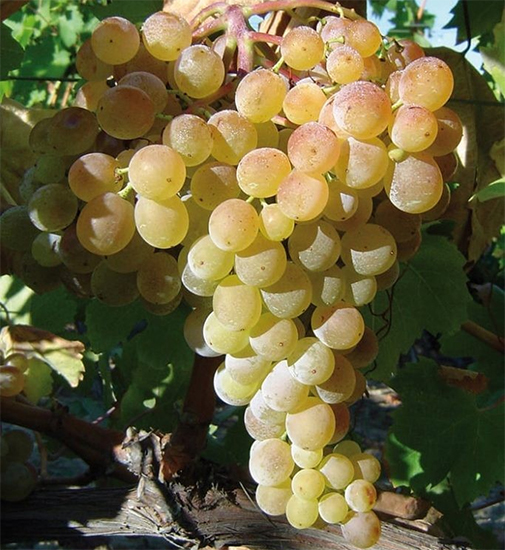 Greco Bianco