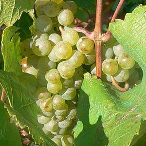 Malvasia