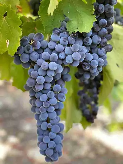 Nero d’ Avola