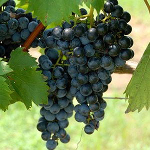 Nieddera | Wine and Grape Guide | Italyabroad.com