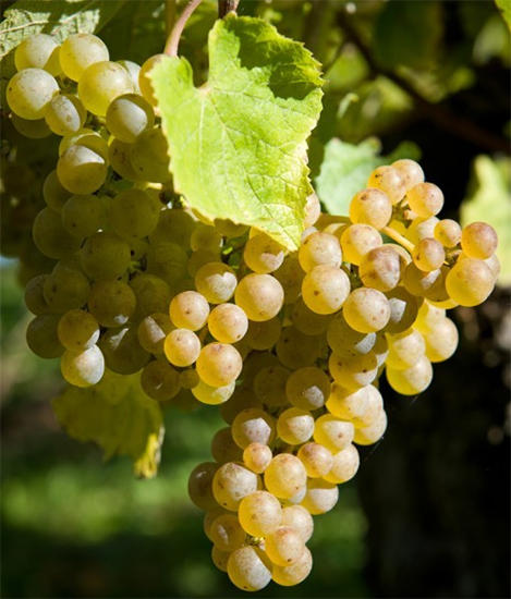 Petit Manseng