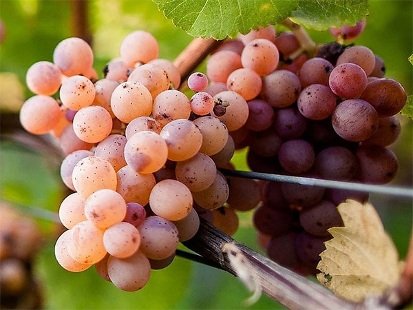 Pinot Grigio