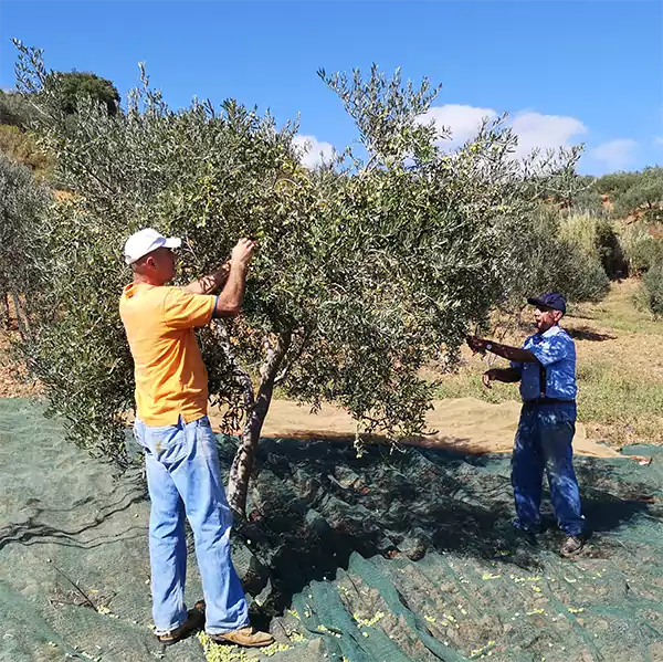 Olive picking in Abruzzo
