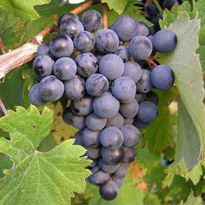 dal Grape Refosco Guide Rosso | Peduncolo Wine and