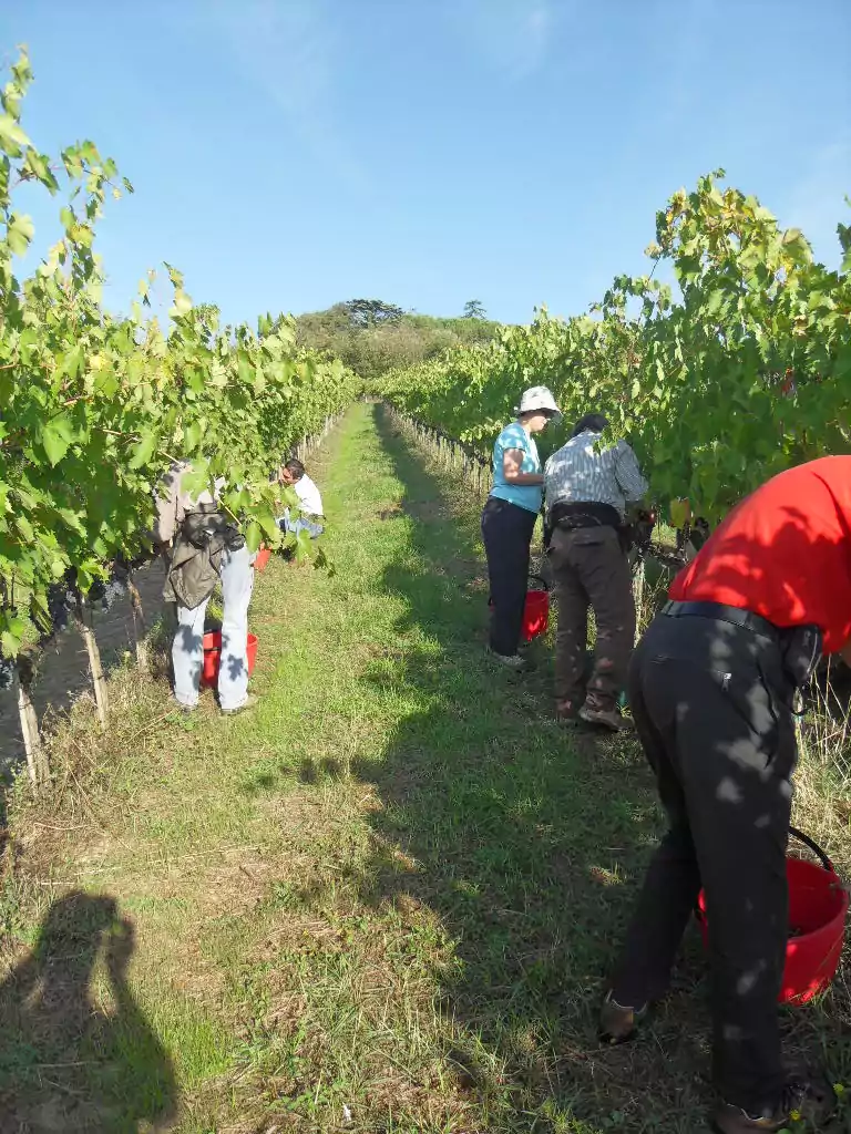Grape Harvesting In Tuscany