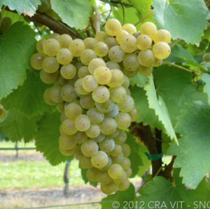 Verduzzo trevigiano