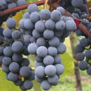 Vermentino nero