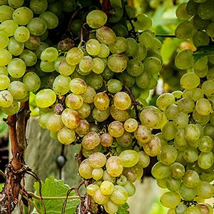 Vernaccia di Oristano