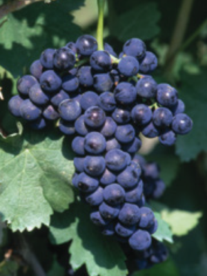 Aglianico