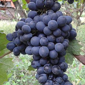 Albarossa