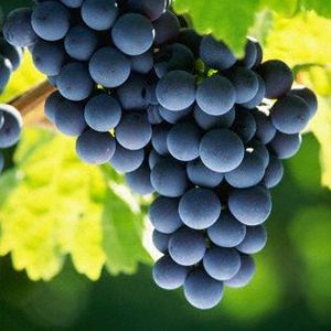 Fumin | Wine and Grape Guide | Italyabroad.com