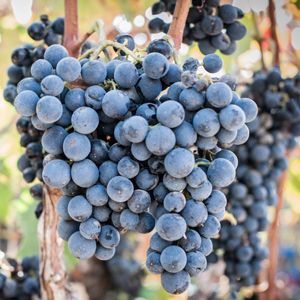 Gamay on sale