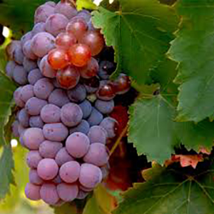 Grenache