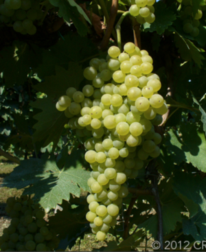 Malvasia Istriana