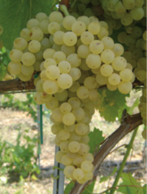 Malvasia Puntinata