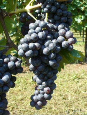 Malvasia Nera