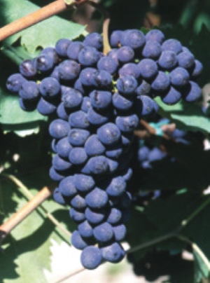 Sangiovese