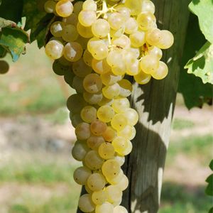 Trebbiano