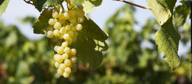 Trebbiano d'Abruzzo