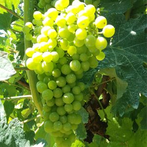 Trebbiano Toscano