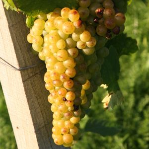 Verdeca | Wine and Grape Guide | Italyabroad.com