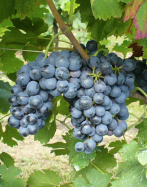 Vernaccia Nera | Wine and Grape Guide | Italyabroad.com