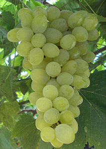 Inzolia