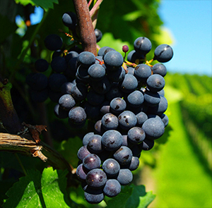 Nerello Mascalese | Wine and Grape Guide | Italyabroad.com