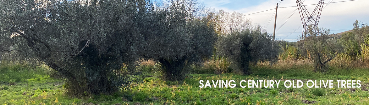 Help me saving my grandparent's olive grove